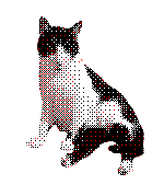 Bezzy the cat